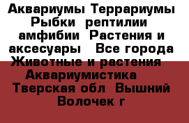 Аквариумы.Террариумы.Рыбки, рептилии, амфибии. Растения и аксесуары - Все города Животные и растения » Аквариумистика   . Тверская обл.,Вышний Волочек г.